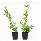 Голубика Блюкроп