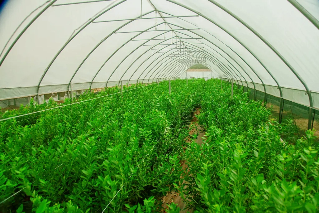 Голубика Дюк