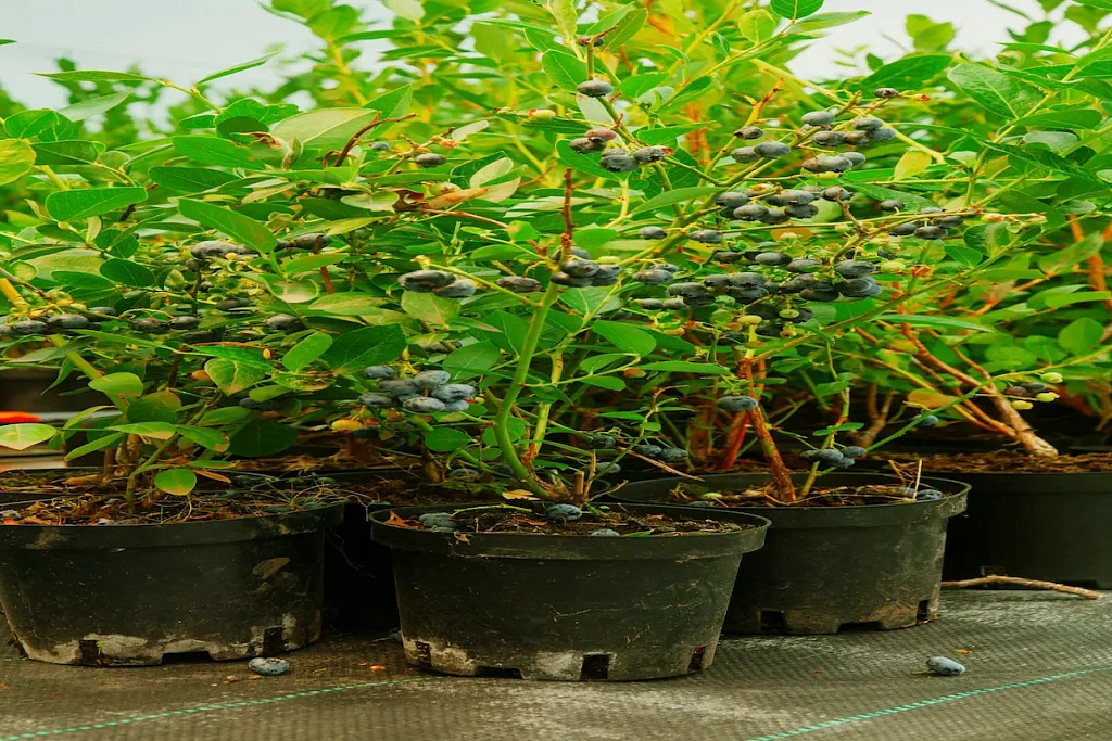 Голубика Дюк