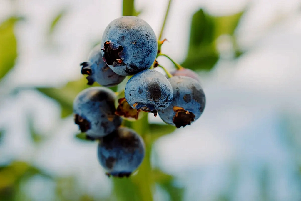 Дюк - ягода сезона 2025 года