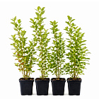 Голубика Либерти