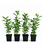 Голубика Блюголд